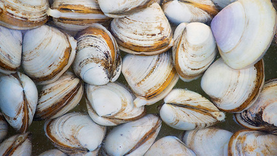 china seafood clams
