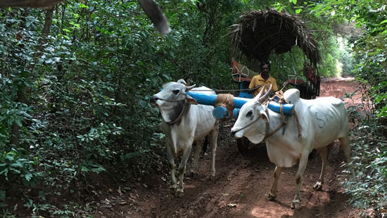 10 Bullock Cart Sri Lanka