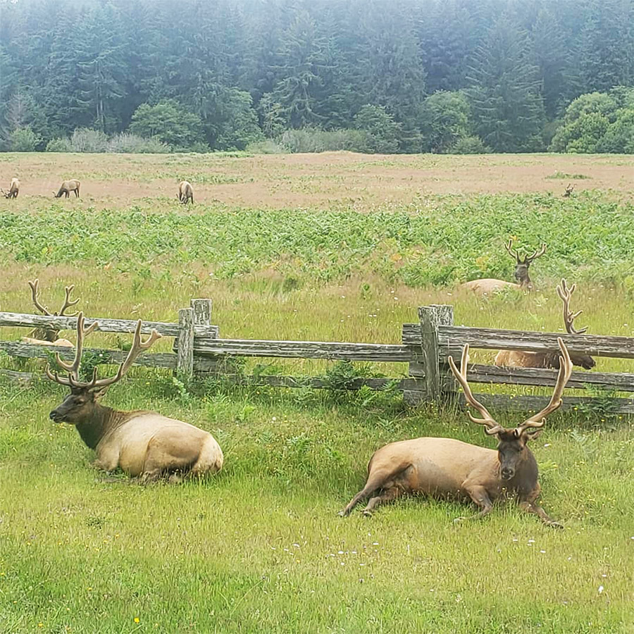 Roosevelt Elk in Prairie Creek Redwoods State Park
