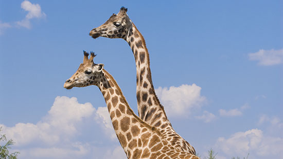 Rothschild giraffesKenya