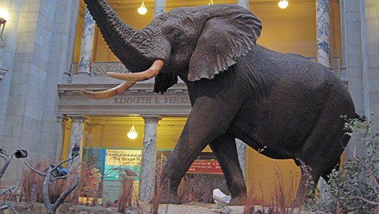 elephant museum