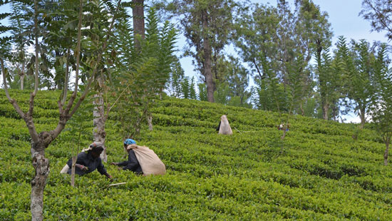 5Tea Plantation and tea pickers Sri Lanka