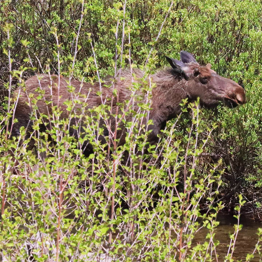 A Moose in Grand Teton National Park
