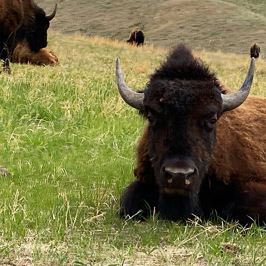 American Bison in Custer State Park